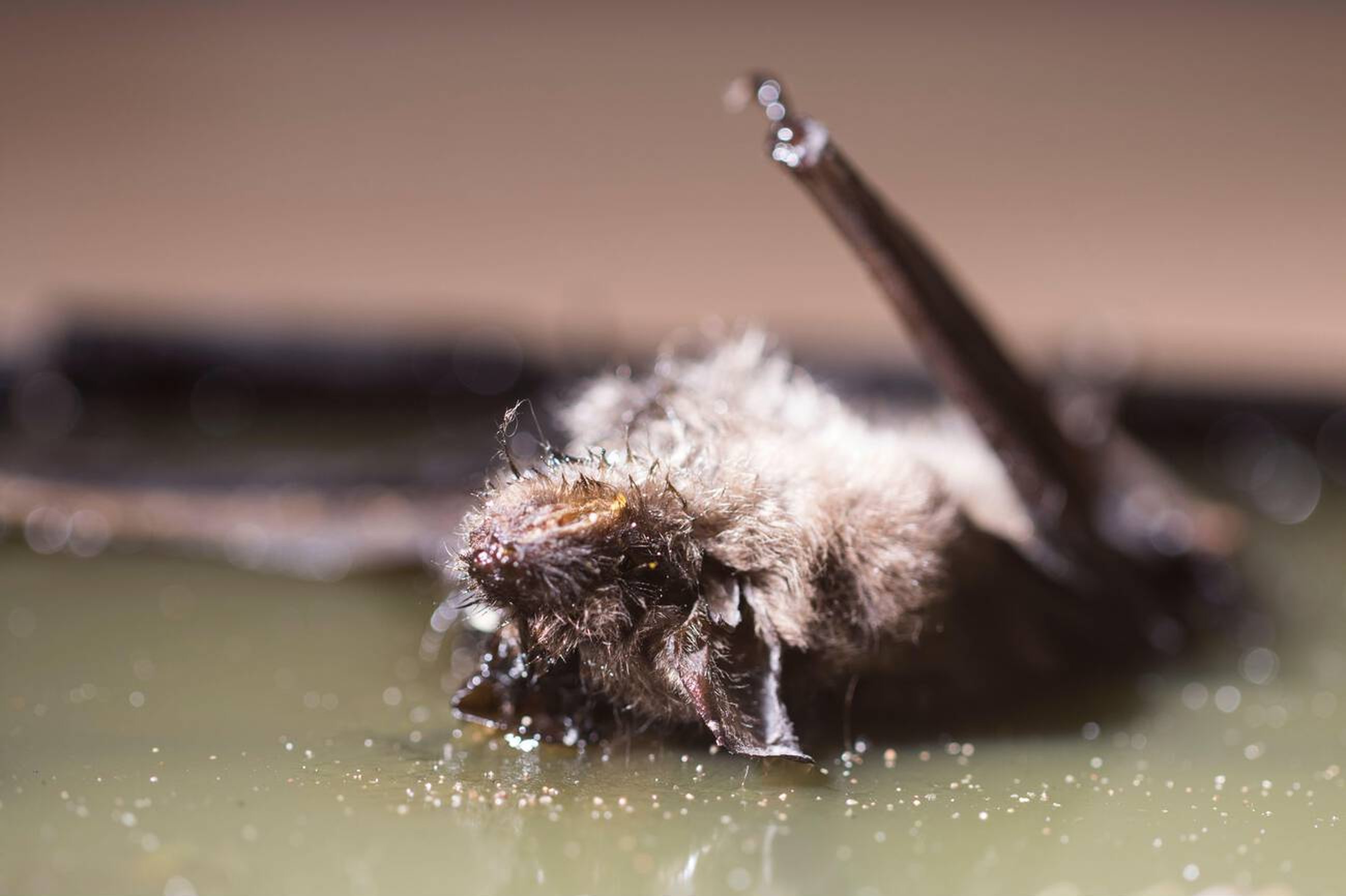 Bat Control Services in Nairobi