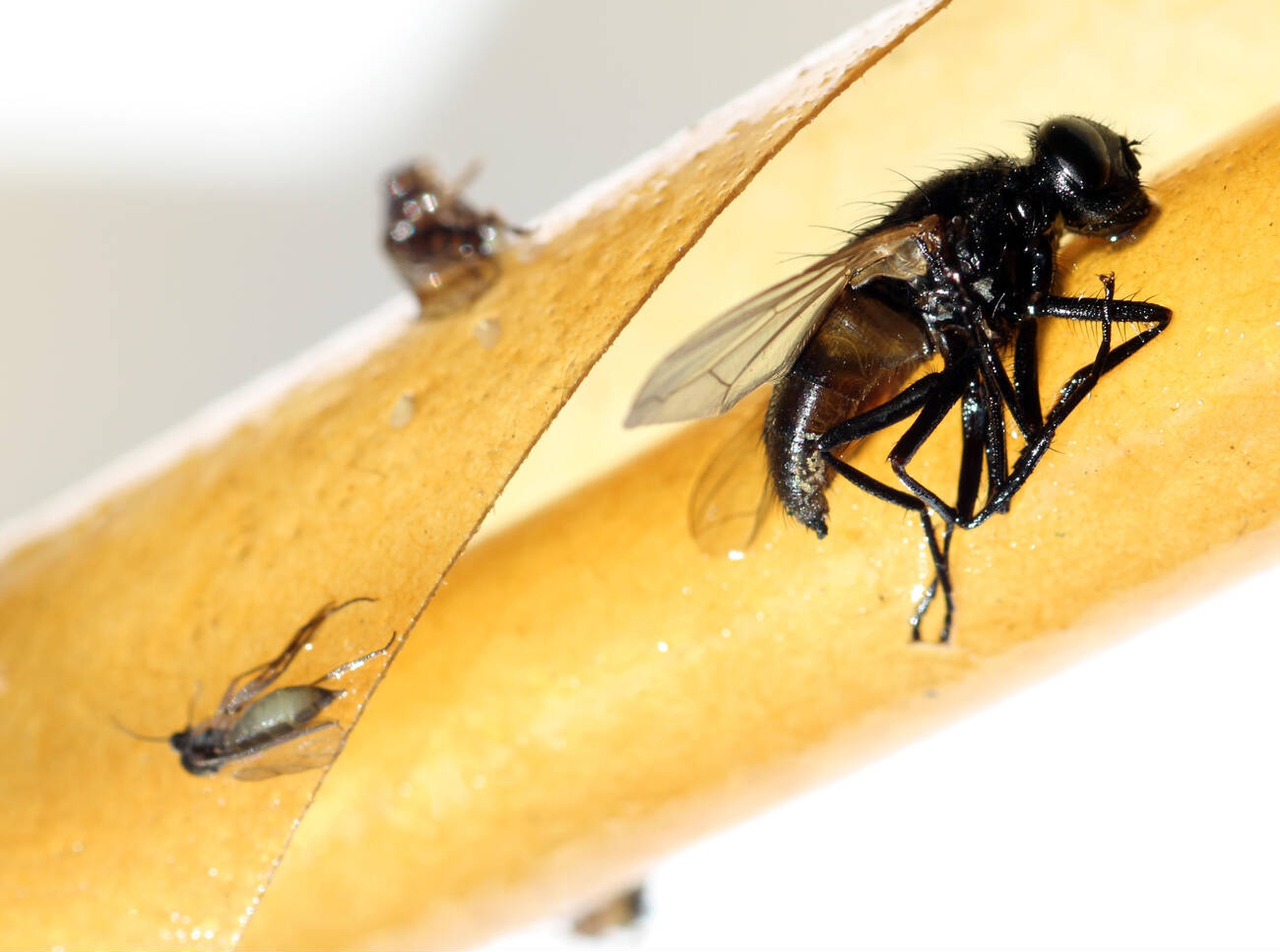 Fly Control Services in Nairobi